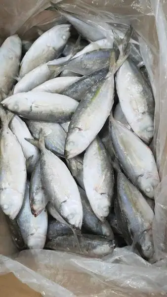 Top Selling Frozen BIG EYES SCAD Whole Round Competitive Price Origin in Vietnam