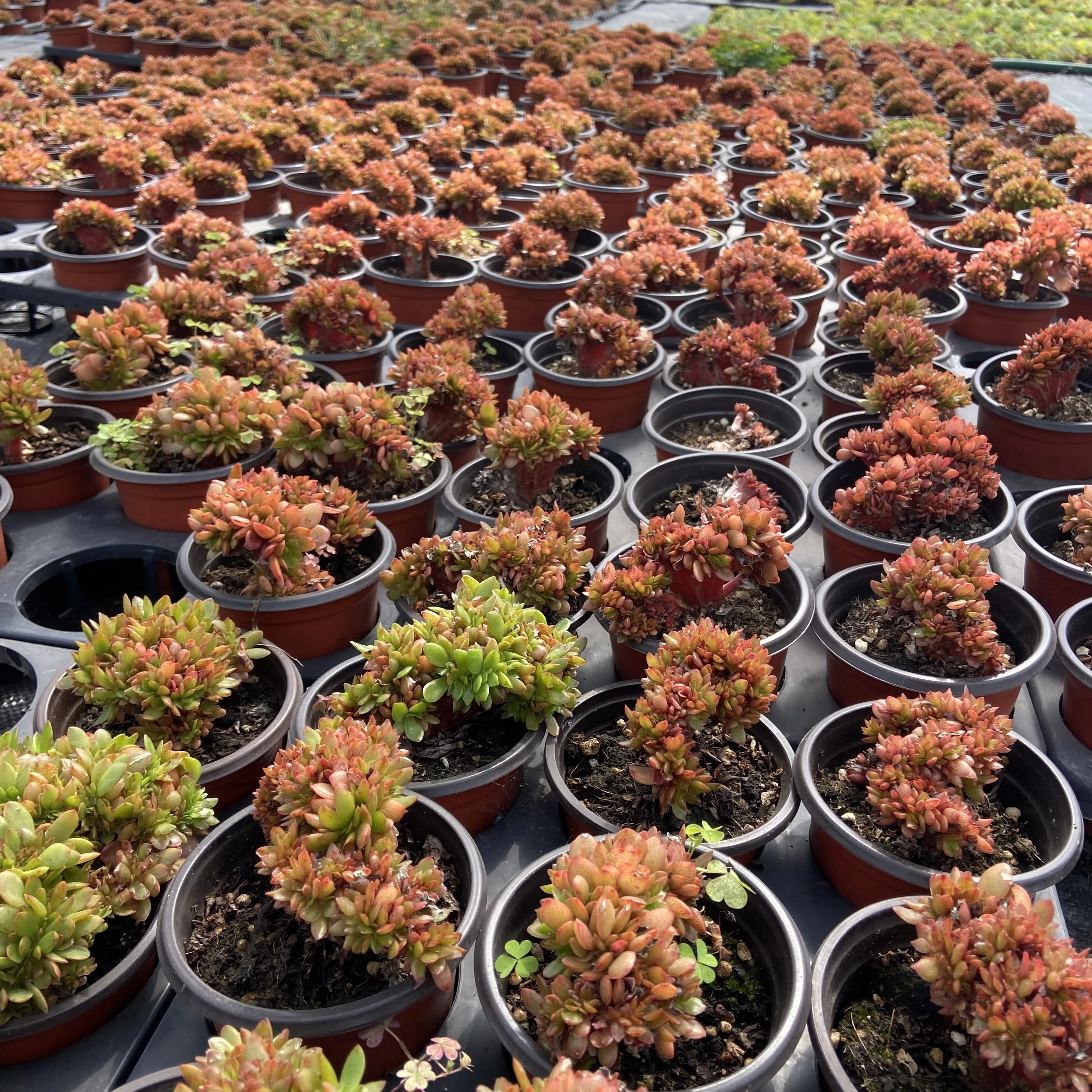 High-quality live succulents candy Variant varieties succulents plants life