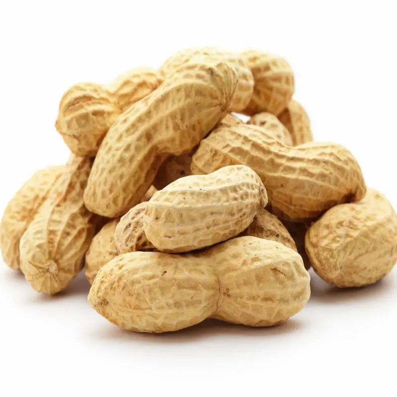 
ROASTED PEANUTS IN SHELL Peanut fruit Shandong Peanut fruit 