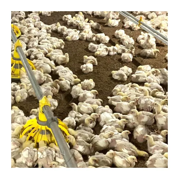 High quality automatic chicken farm system poultry equipment