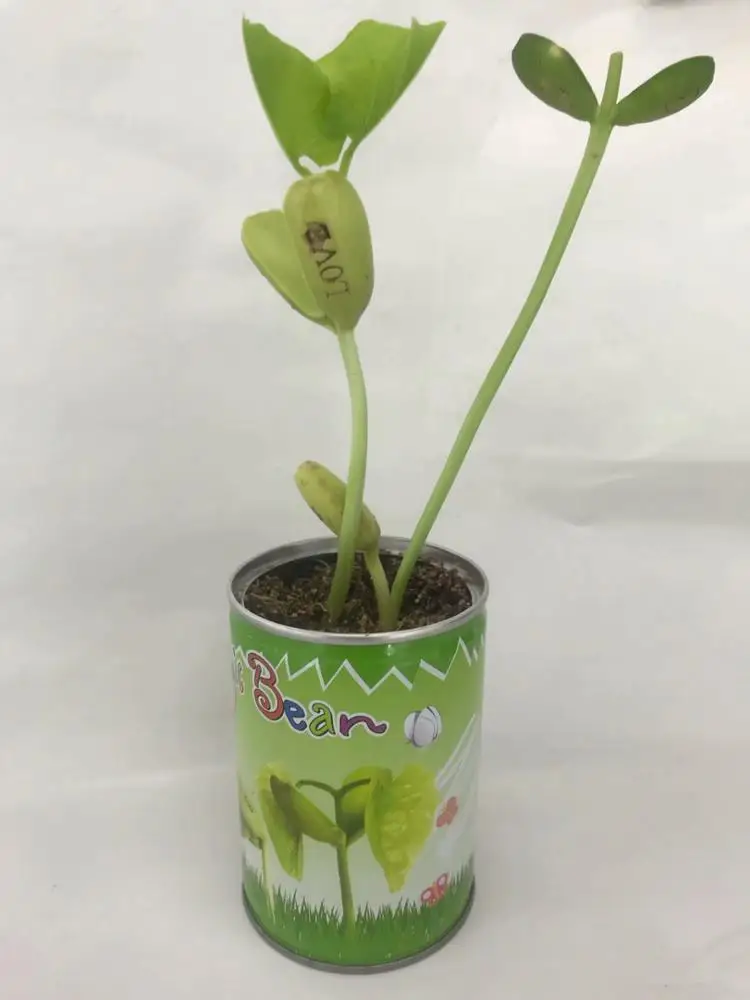 Healthy Green Oxygen Bar Planting Magic Beans