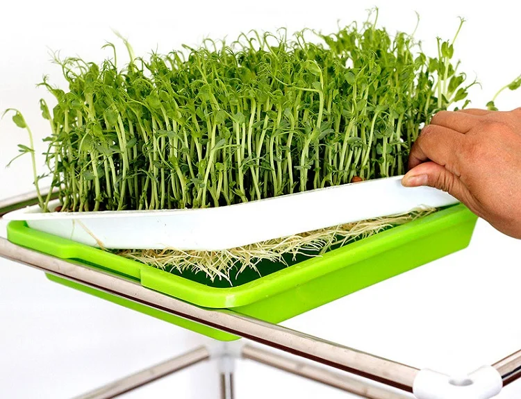 Plastic Seed Sprouter Trays, BPA Free Green Germination Tray, Reusable Nursery Seedling Sprouting Tray