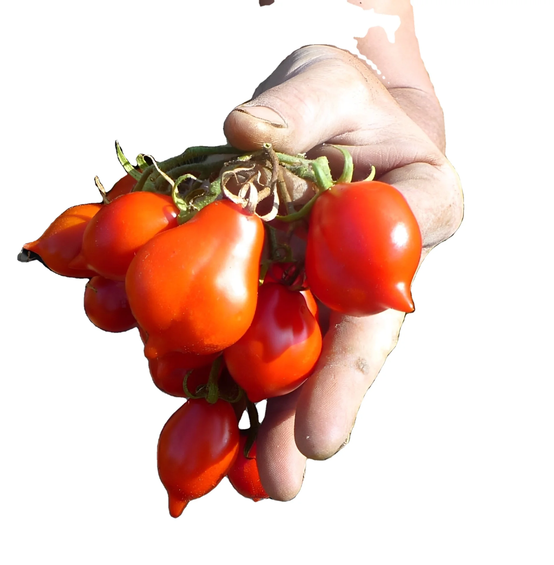 Italian Made Product, Pomodorino al naturale Piennolo del Vesuvio DOP 580ml  in mason jar