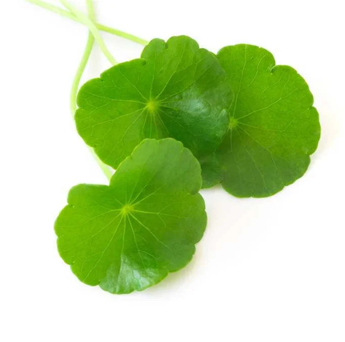 Поставка gotu kola экстракт 10 всего asiaticoside