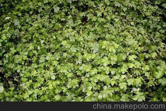 
Devils Claw Extract 5% Harpagosides by UV Harpagophytum Procumbens Extract 
