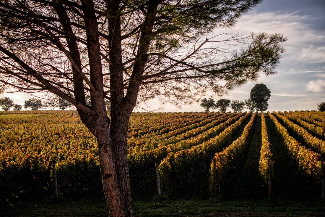 MONTEFALCO SAGRANTINO Italian Wine - Deep RED WINE -Grapes 100% Sagrantino - Scents of blackberries and Maquis mediterranean