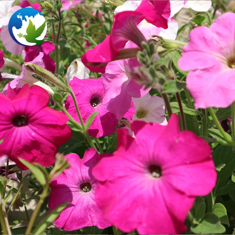 
High Germination Public Park China Garden Plants Bonsai Flower Seeds Mix Colour Hybrids Flower Petunia Seeds 