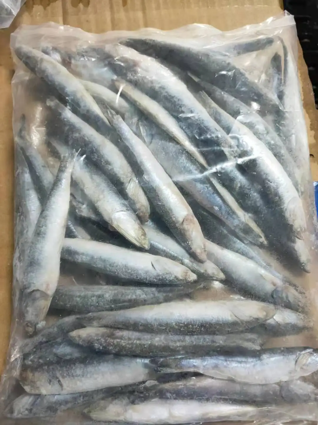 Good quality IQF sardine  whole round sardine for bait