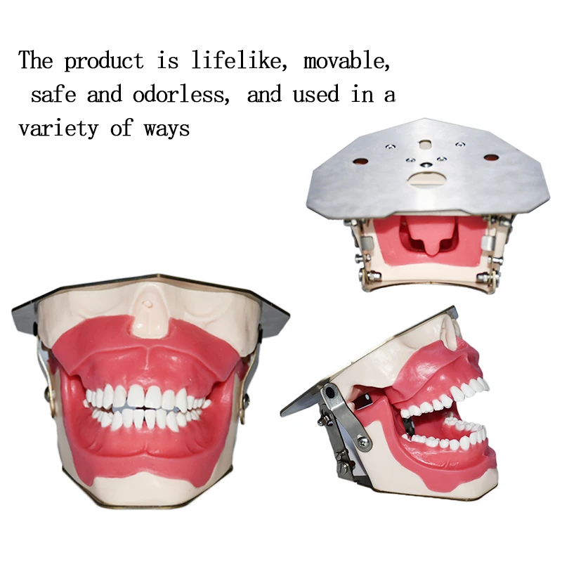 Oral Dental Anesthesia Injection Practice Tooth Extraction Model Tooth Model B