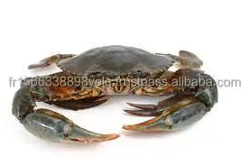Frozen Madagascar Raw Whole Mud Crab (200-300g)