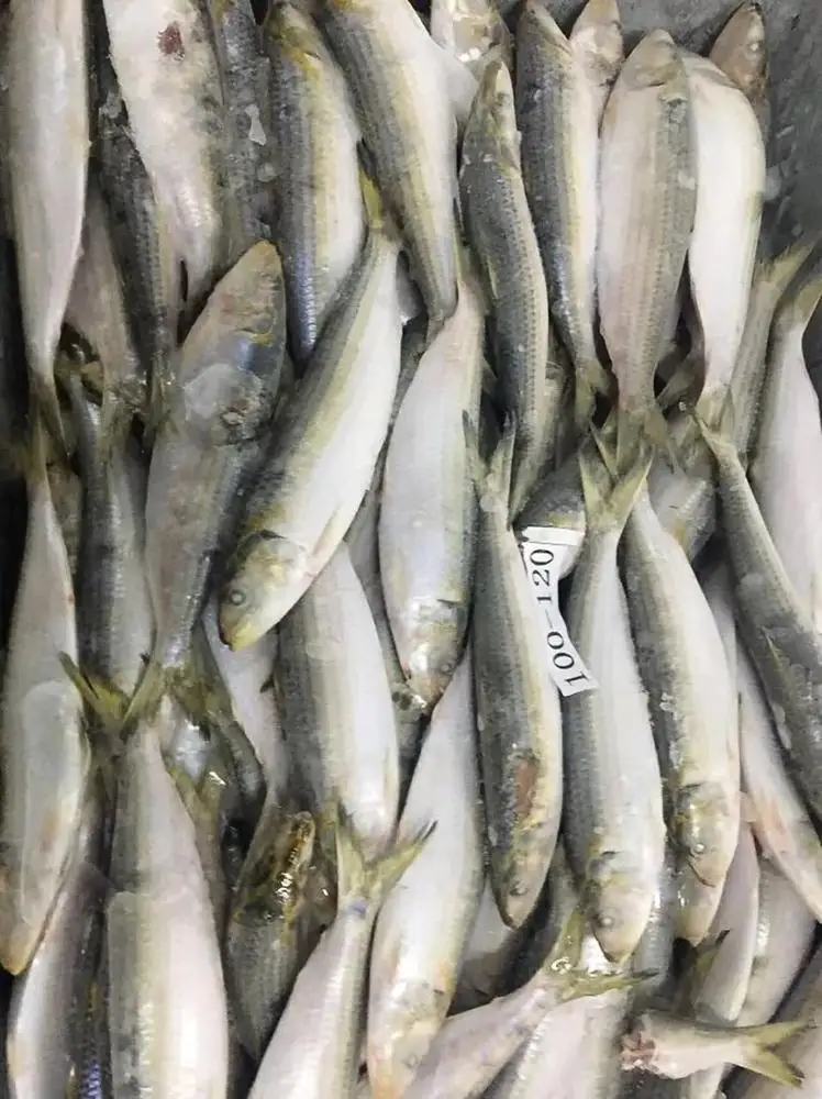 Frozen sardine sardinella longiceps for bait fish