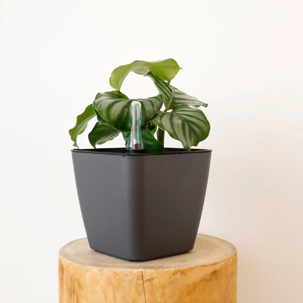 Factory direct supply 13cm plastic flower pot planters air pruning  pot for plant