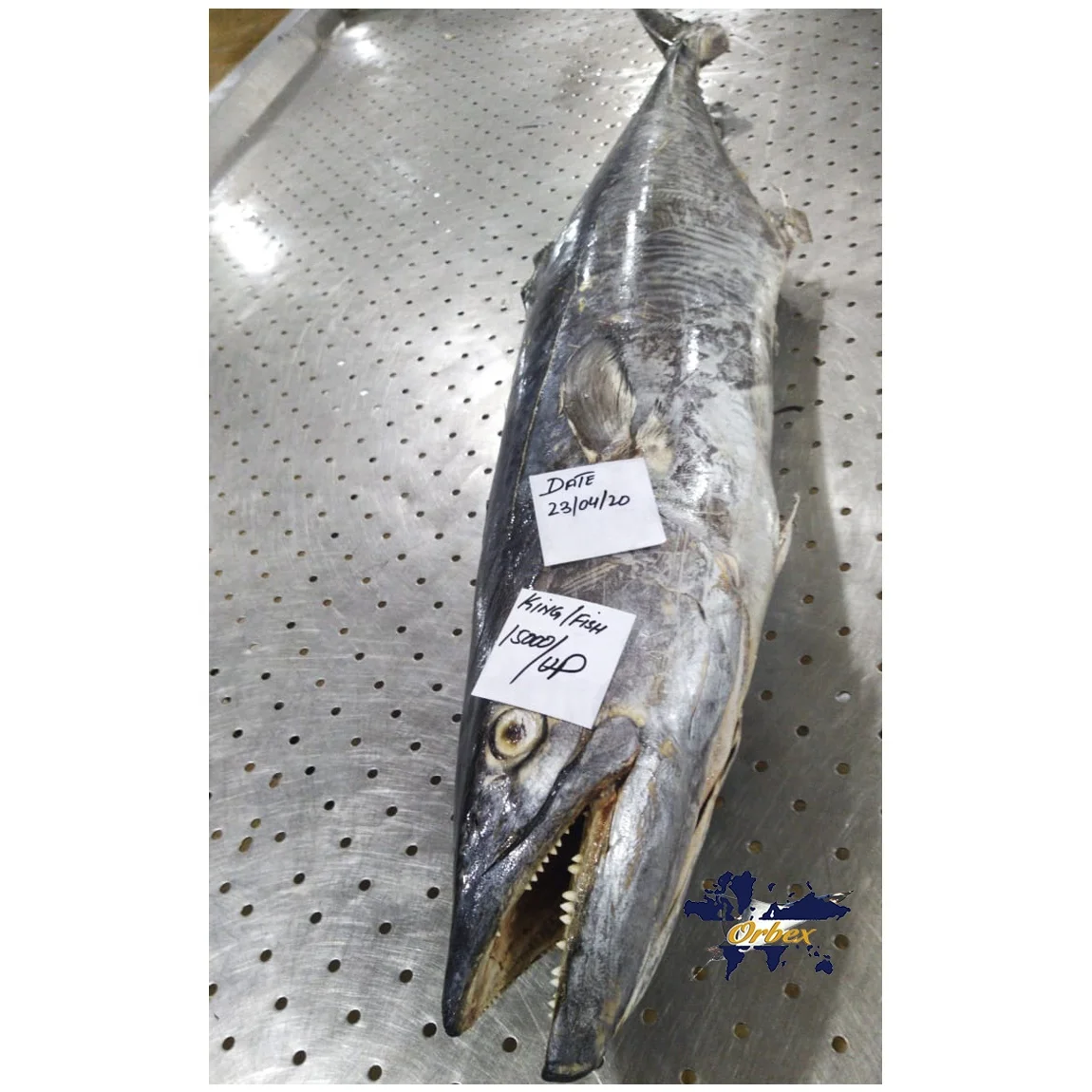 
 Замороженная королевская рыба (король скумбрия) цельная  