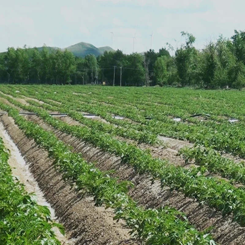 Pandora 2022 new agriculture drip irrigation 16mm flat dripper drip tape