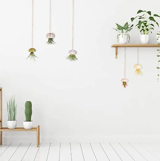 Hanging Sea Urchin Hanging Air Plant Stand Mini Shell Hanging Pots Various Colors