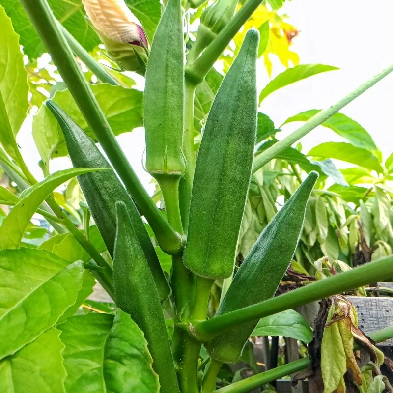 fresh okra in high quality wholesale okra