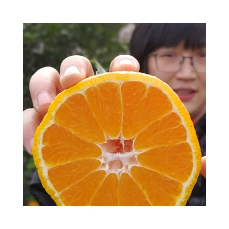 China Sweet Sand Sugar Oranges Mandarin Orange
