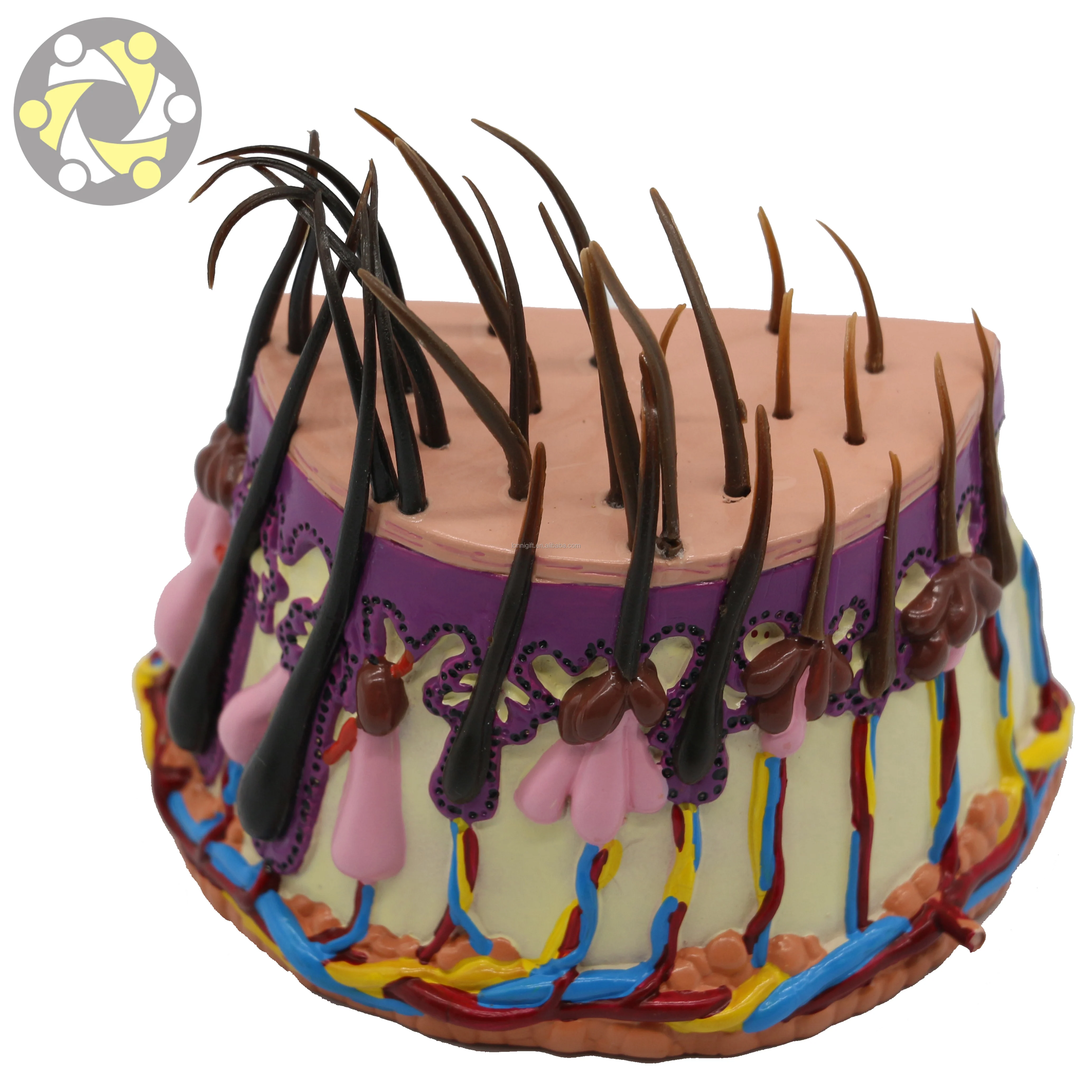 Medical science anatomic model of hair follicle Scalp demonstration model Shampoo efficacy demonstration model