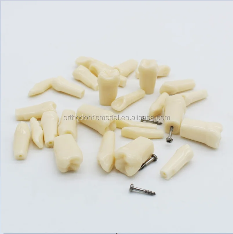 Сменная модель зубцов для студенческой практики