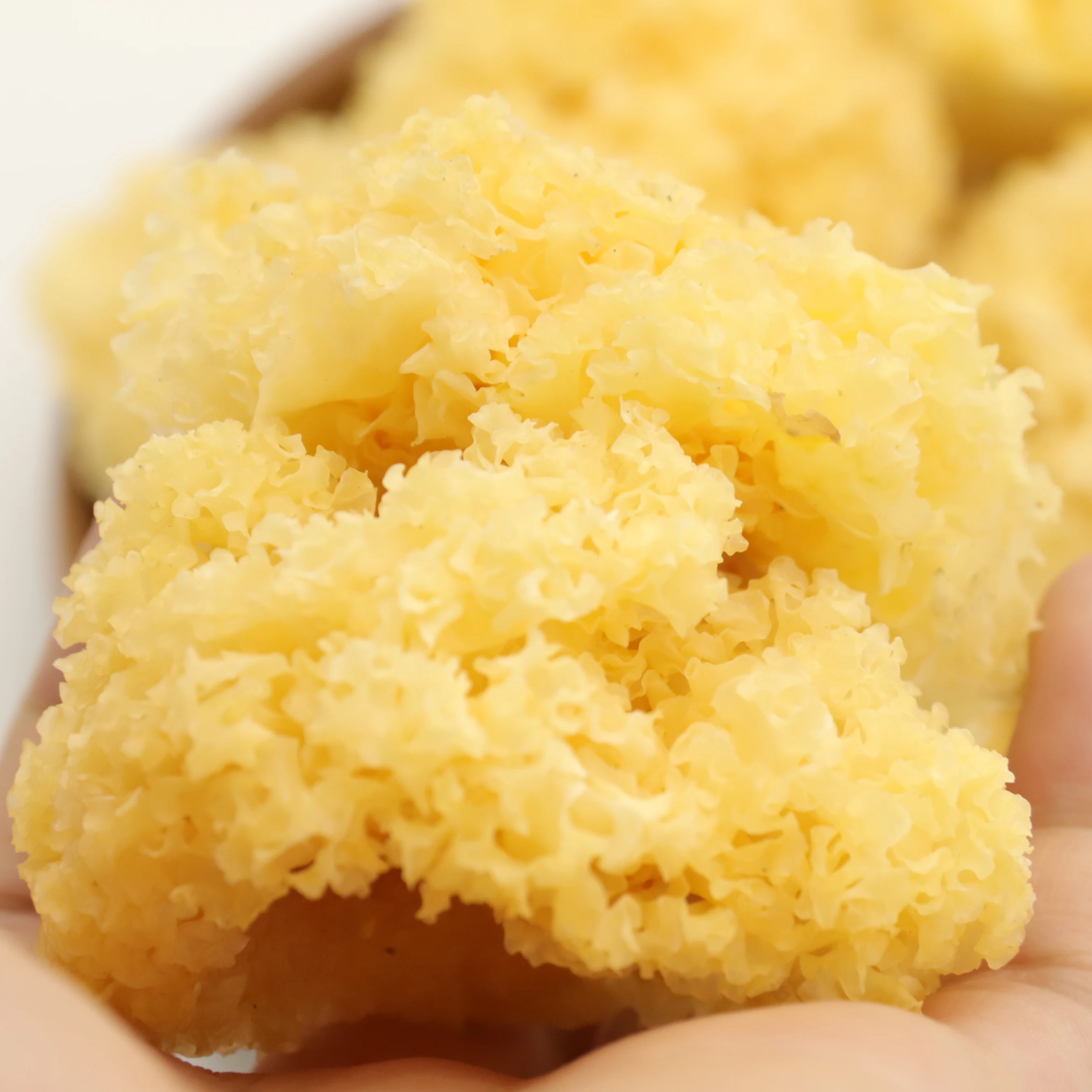 Оптовая продажа, сушеный гриб тремеллы, органический Золотой грибок тремеллы