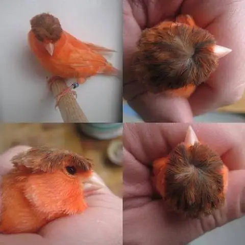 
GOULDIAN FINCH/YORKSHIRE BIRDS AVAILABLE WITH FREE CAGES 