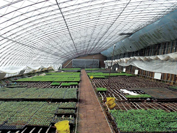 Солнечная теплица с задней стенкой для холодной погоды для выращивания овощей, Китай