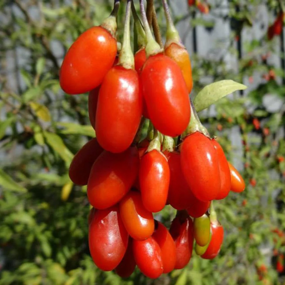 Ягоды Годжи фруктовый чай Сушеные ягоды Травяной Китайский Wolfberry