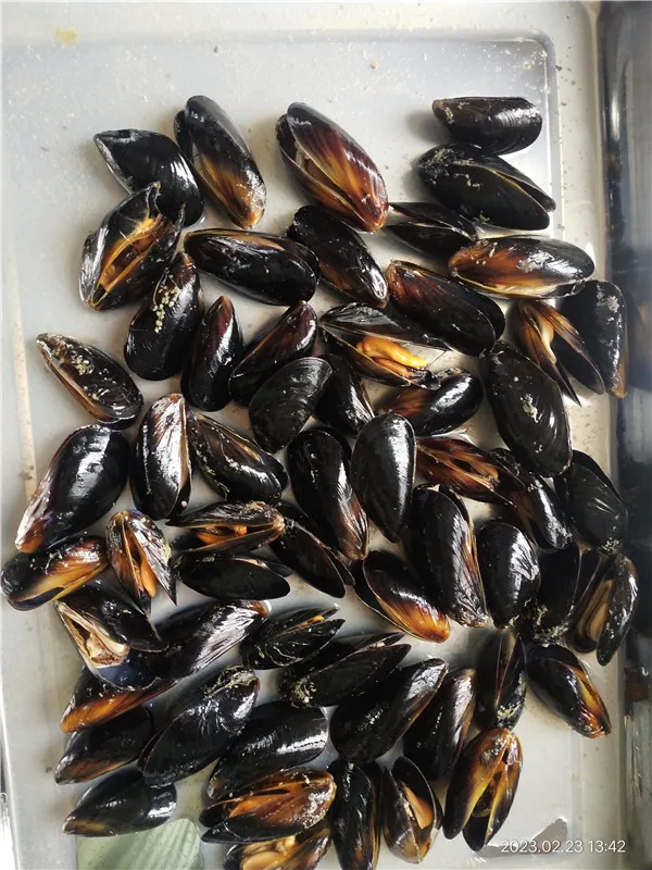 mussel meat (20)