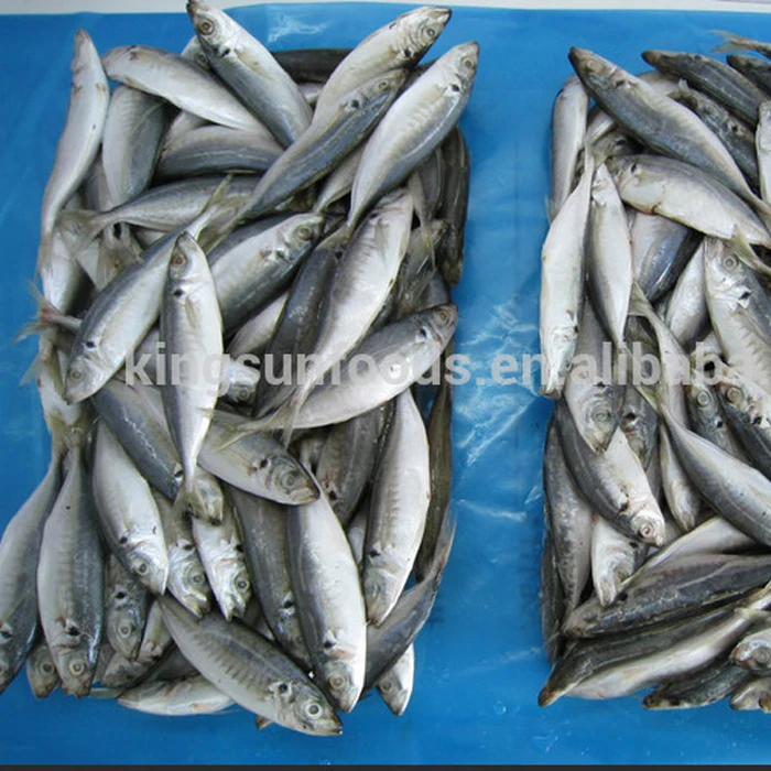Frozen Horse Mackerel Trachurus Japonicus Whole Dried Fish with round Fat Water Preserved Packaged in Bulk Bag