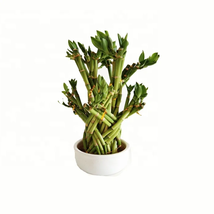 Indoor basket Bamboo lucky Bonsai Nursery Garden Plant