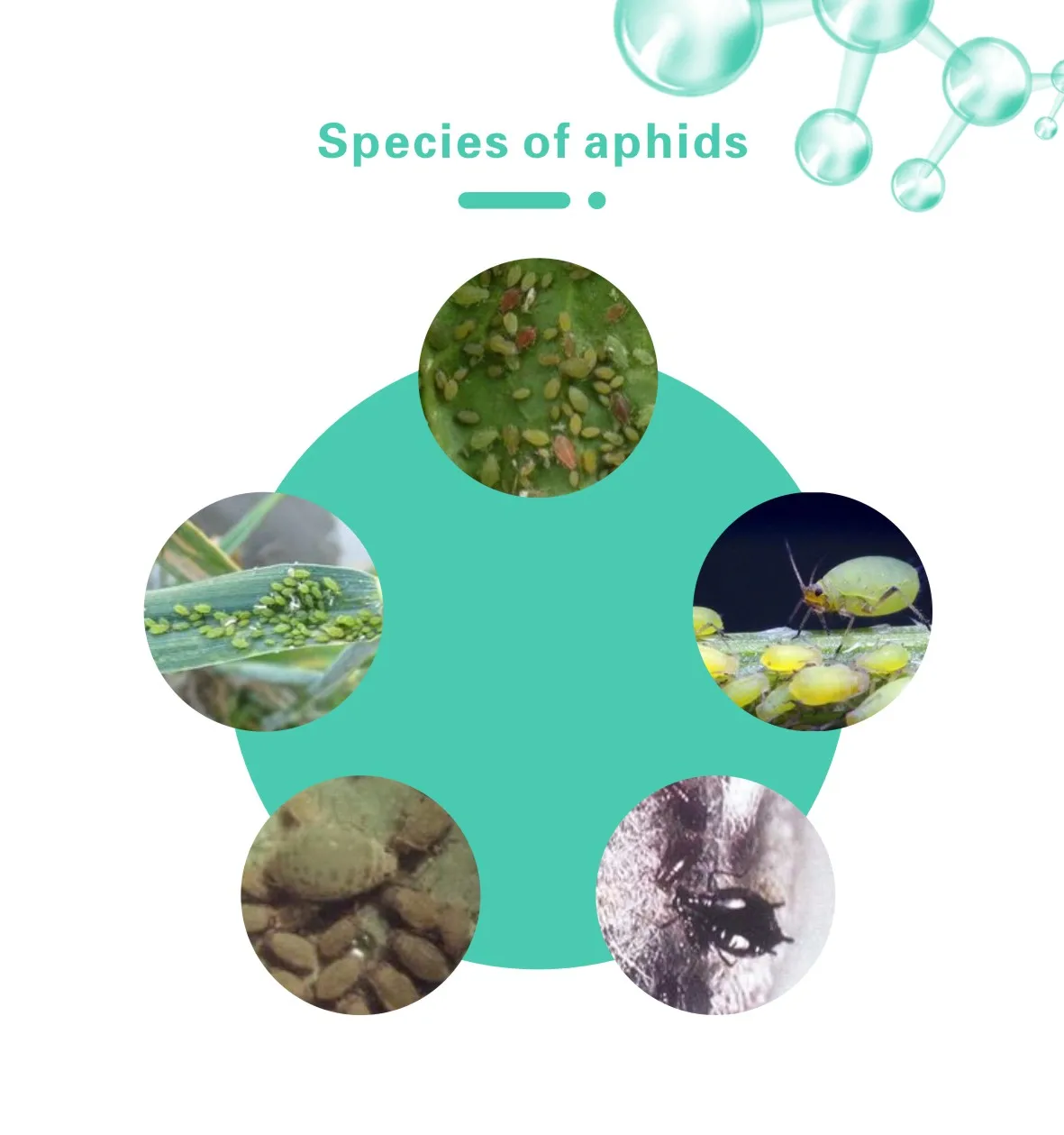 Aphid exterminator kill aphid 3-5 дней биологические грибы убивают всех видов тли без остатка