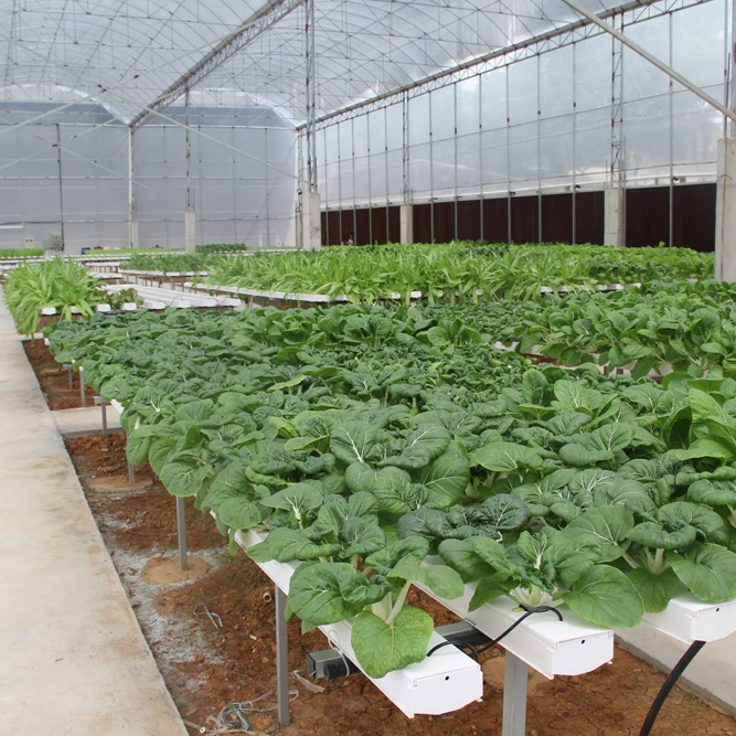 Commercial greenhouse hydroponic tomatoes/lettuces/Fodder growing system