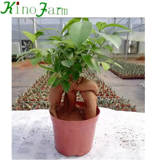 
 Фикус Женьшень  