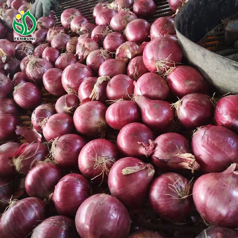 Order 1 ton Fresh Onions / Cebolla Fresca 20KG/25kg Mesh bag, Sizes 40-60-70-80mm With Market Price