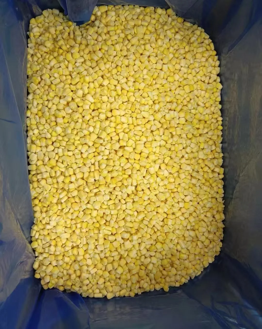 Wholesale  Dried Corn Grain  Dried Yellow Corn for Food   Frozen Corn Kernels
