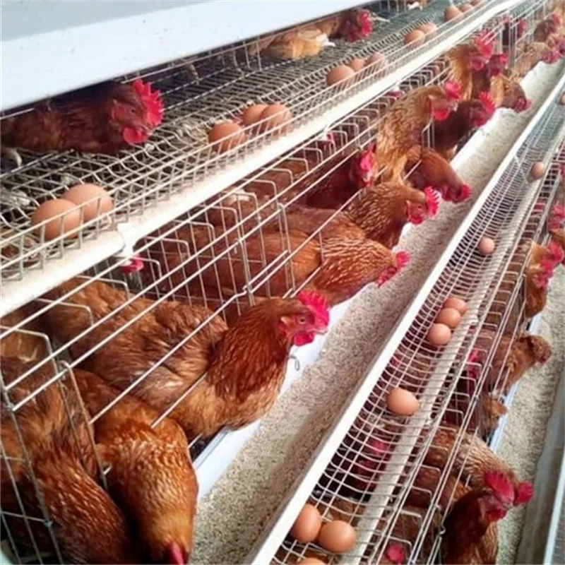 Welded Wire Mesh  Egg Layer Chicken cage Used For Hens