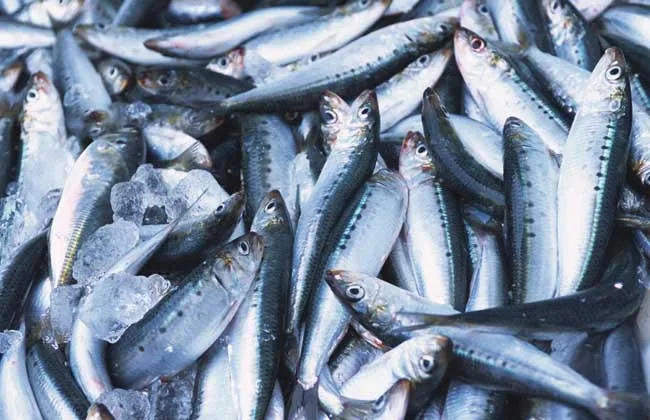 
Canned Sardine in tomato sauce/oil/brine 125G 155G and 425G canned fish 