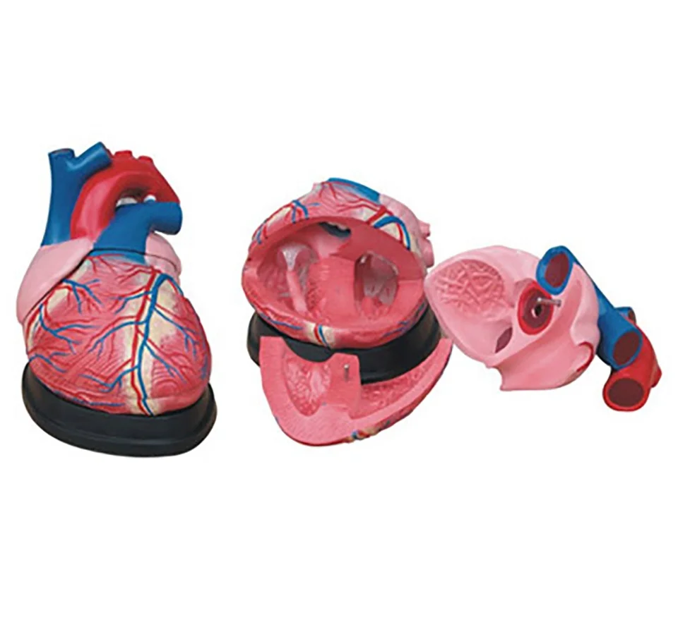 Medical science model Human Heart Model Anatomical enlarged 4 times Model for Science teaching and demonstration