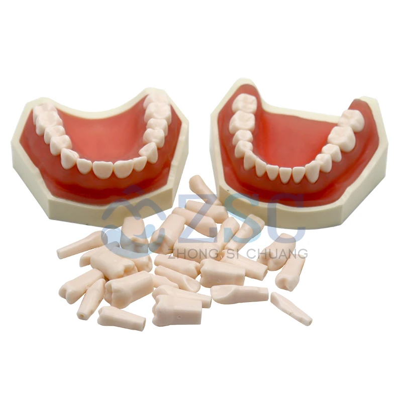Dental Oral Teaching Tooth Plates Dental Denture Model Typodont Synthetic Resin Polymer False Replace Teeth