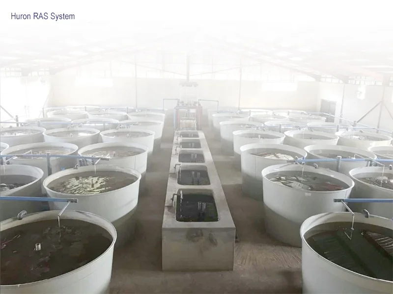 Indoor 1600m3 Jade Perch Fish Farm System And Fish Farming Equipment For Grow-out System