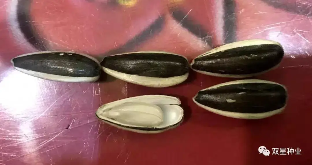 S1310 Chinese hybrid sunflower seed