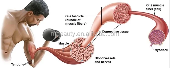 ems training operation fitness suit weight loss muscular xbody ems training suit xbody ems fitness machine