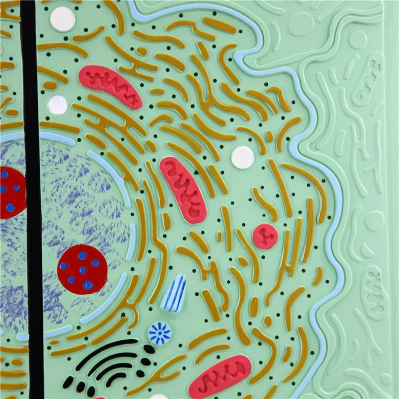 Animal and plant cell model showing the detailed structure for student learning biology model