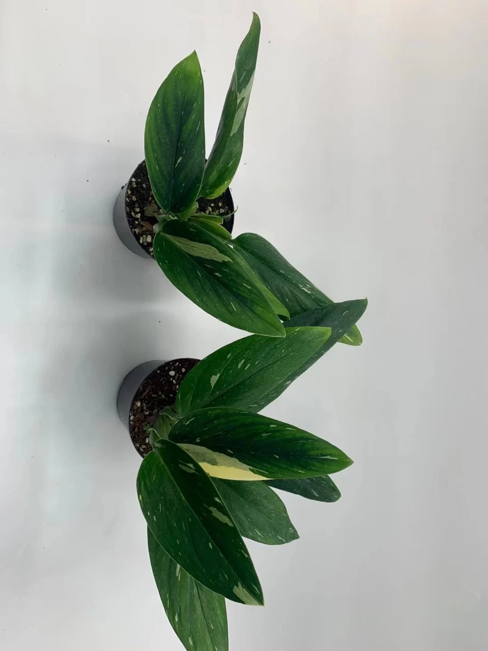  Оптовая продажа растение для гостиной Monstera