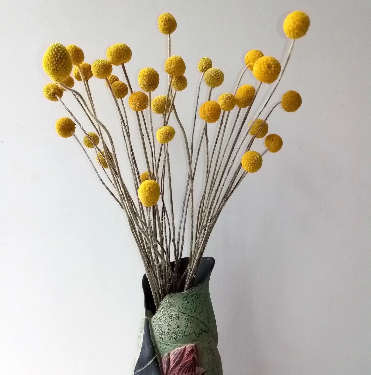 Dried natural Craspedia Billy Balls billy buttons yellow gold fruit flower