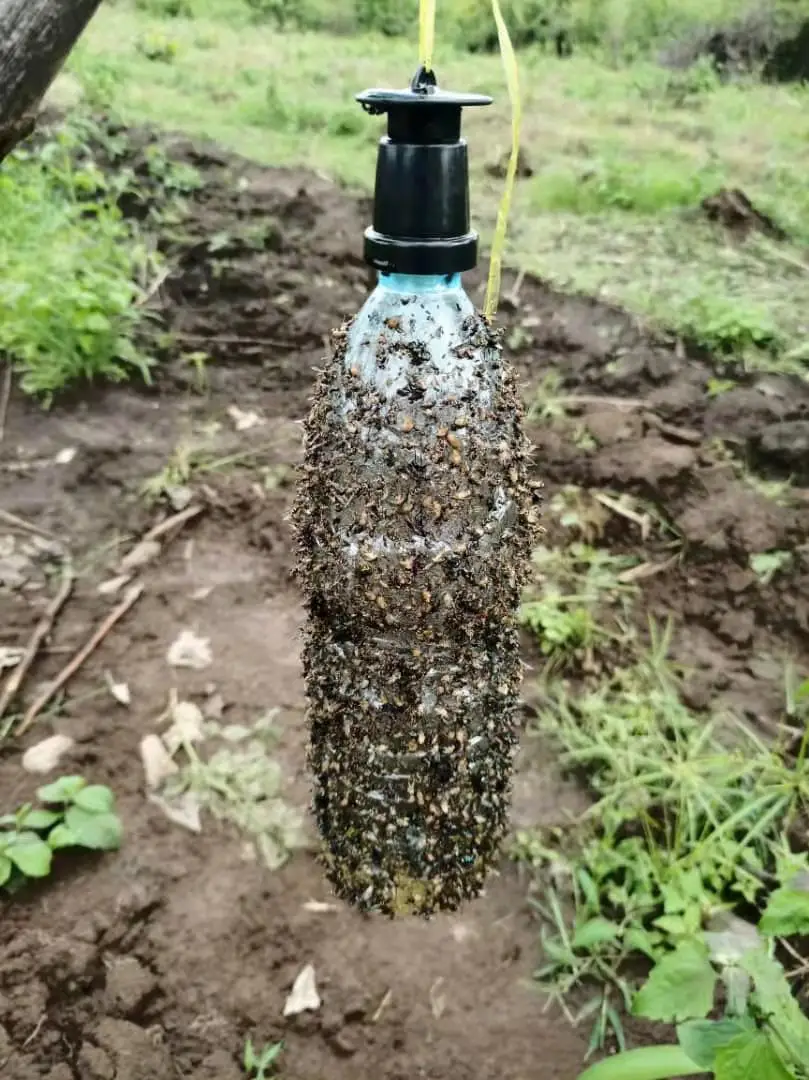 Приманка из цератта или приманка для средиземноморских фруктовых мух