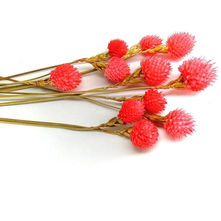 2022 hot sale red preserved globe amaranth preserved flowers flower foam garland of stars