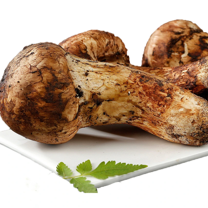 Nature wild Tricholoma matsutake white pine mushroom mushrooms for cooking SongRong for wholesale