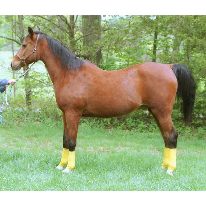 
SENOLO: Animal Horse Bird Rabbit Pets Wounds Dressing Cohesive Tape Elastic Self-Adhesive Bandage Adherent Stretch Grip Wrap 