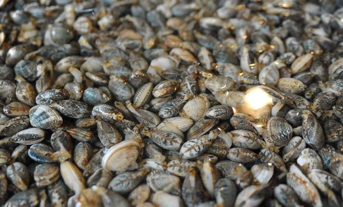 304 stainless steel spice mussel automatic cleaning machine